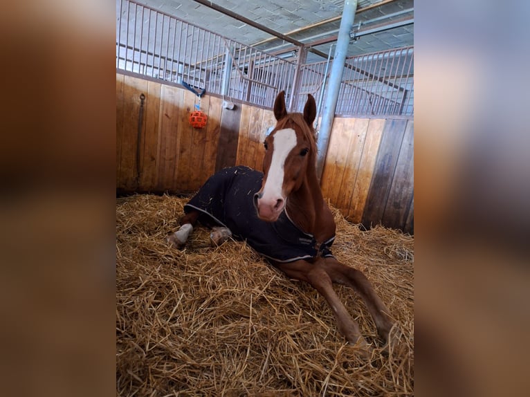 Westphalian Gelding 10 years 16 hh Chestnut-Red in Schaffhausen