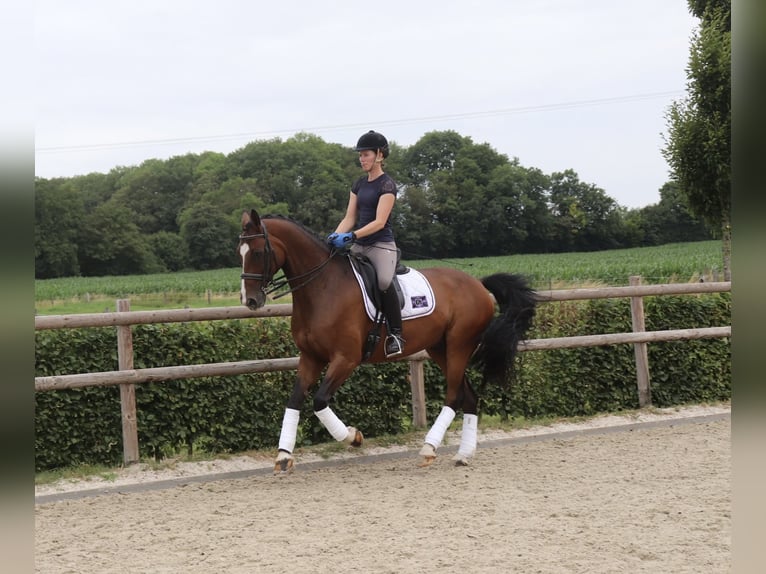 Westphalian Gelding 10 years 16 hh in Warendorf