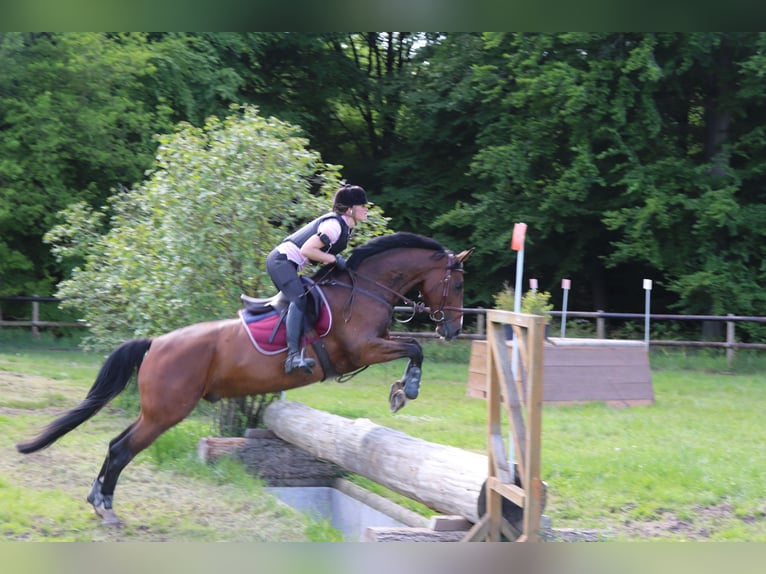 Westphalian Gelding 10 years 16 hh in Warendorf