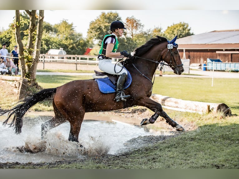 Westphalian Gelding 10 years 16 hh in Warendorf