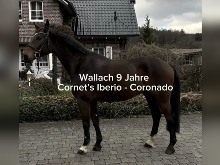 Westphalian Gelding 10 years 16,1 hh Brown in Wächtersbach