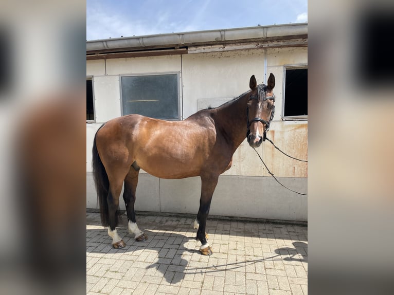 Westphalian Gelding 10 years 16,1 hh Brown in Neuerkich