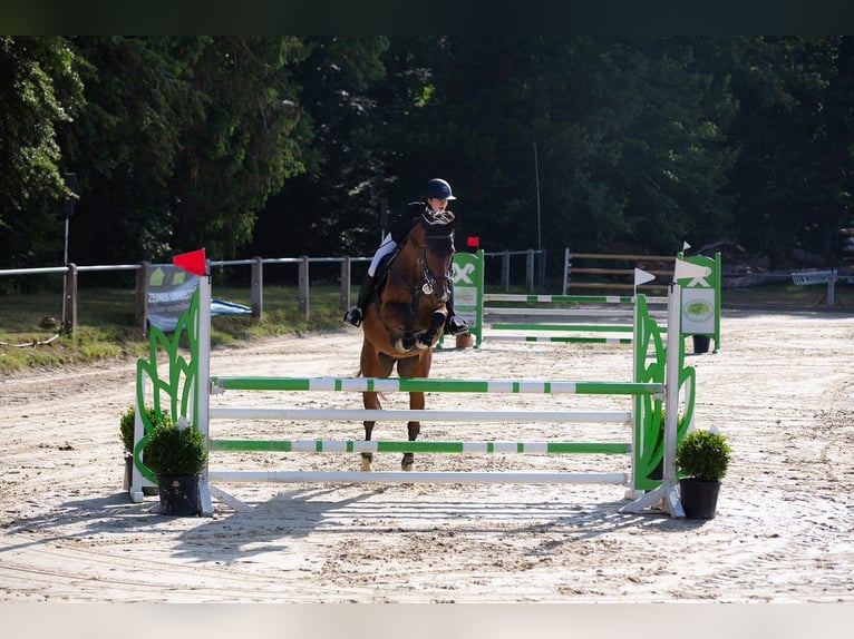 Westphalian Gelding 10 years 16,1 hh Brown in Neuerkich