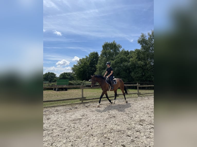 Westphalian Gelding 10 years 16,1 hh Brown in Neuerkich