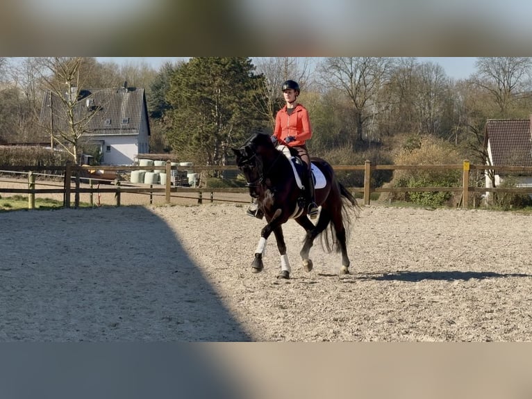 Westphalian Gelding 10 years 16,2 hh Black in Bochum