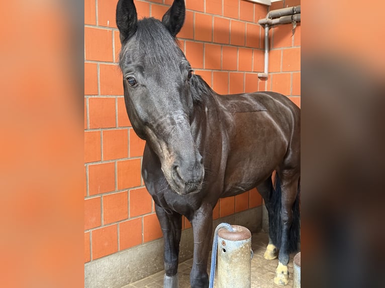 Westphalian Gelding 10 years 16,2 hh Black in Bochum