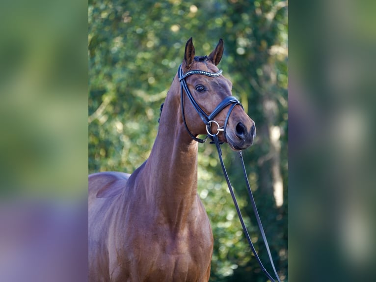 Westphalian Gelding 10 years 16,2 hh Brown in Horstmar