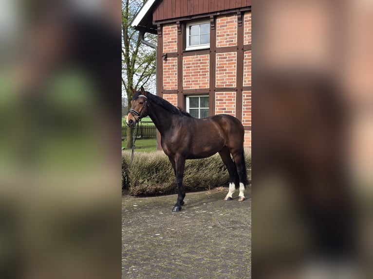 Westphalian Gelding 10 years 16,2 hh Brown in Warendorf
