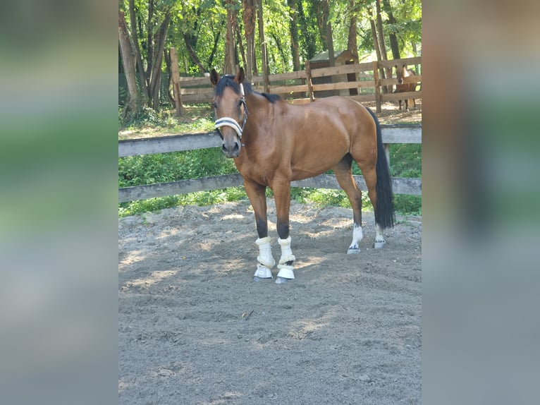 Westphalian Gelding 10 years 16,2 hh Brown in Nals