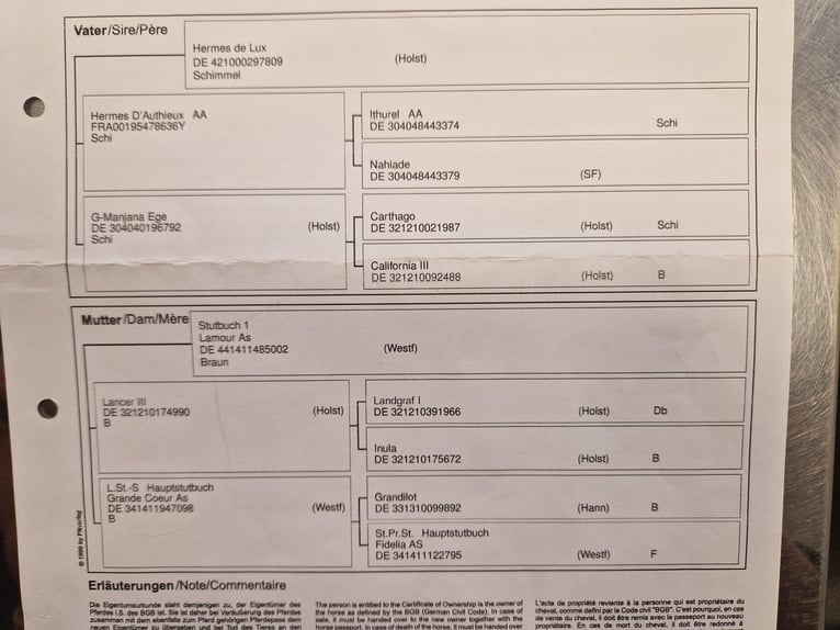 Westphalian Gelding 10 years 16,2 hh Brown in Nals