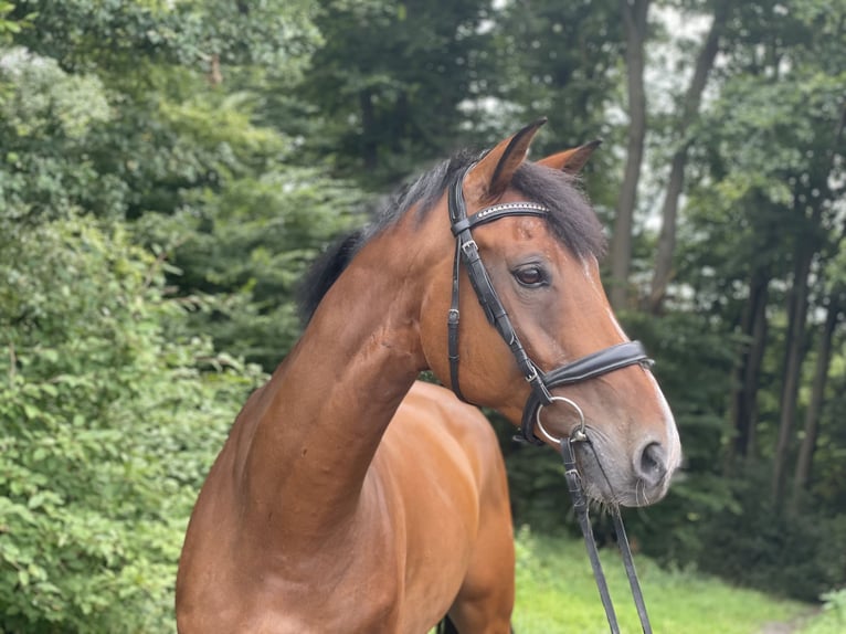 Westphalian Gelding 10 years 16,2 hh Brown in Overath Westphalian Gelding 10 years 16,2 hh Brown in Overath