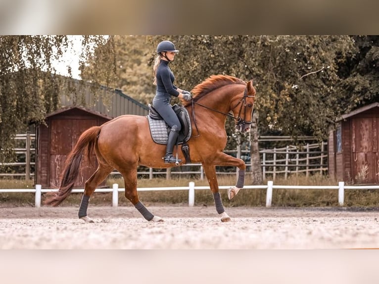 Westphalian Gelding 10 years 16,2 hh Chestnut-Red in Ahrensburg