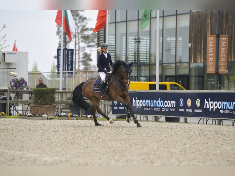 Westphalian Gelding 10 years 16,3 hh Brown in Wermelskirchen