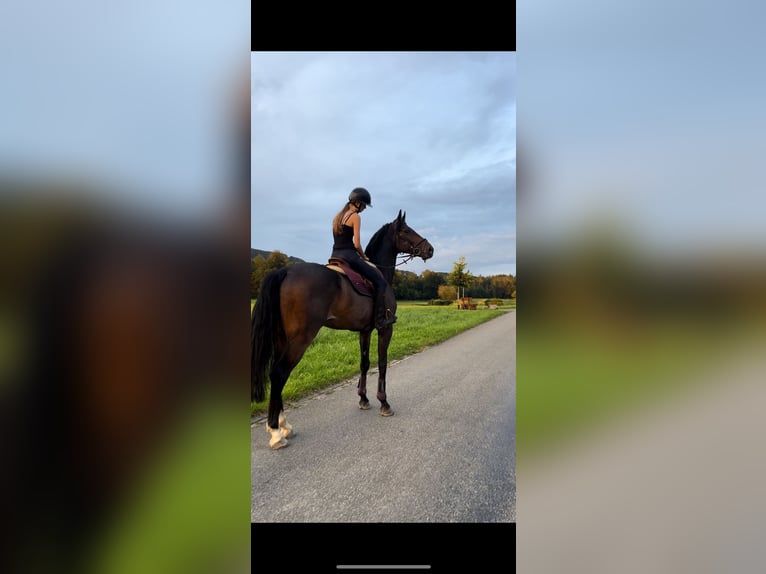 Westphalian Gelding 10 years 17,1 hh Bay-Dark in Wollerau