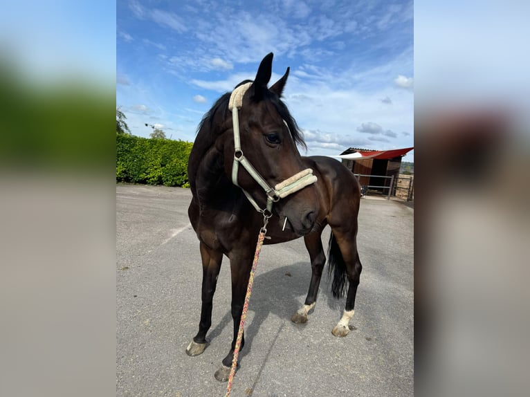 Westphalian Gelding 10 years 17,1 hh Bay-Dark in Wollerau