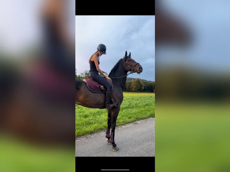 Westphalian Gelding 10 years 17,1 hh Bay-Dark in Wollerau