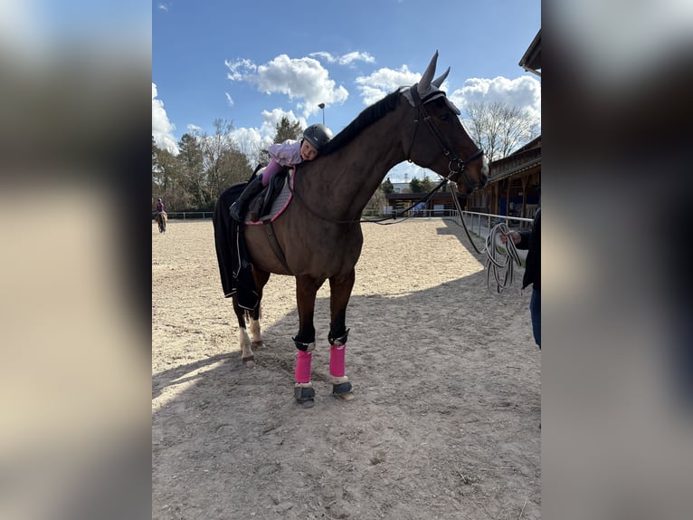 Westphalian Gelding 10 years 17.1 hh Brown in Ketsch