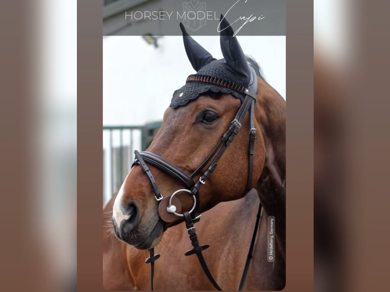 Westphalian Gelding 10 years 17.1 hh Brown in Ketsch