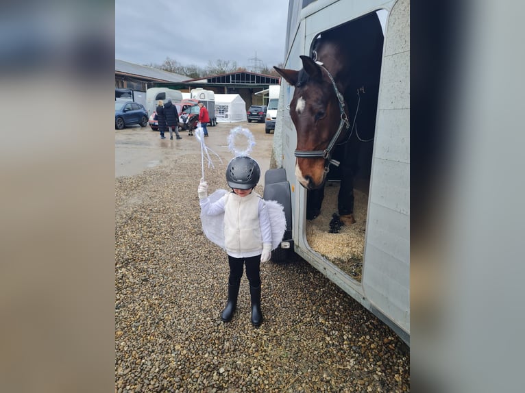 Westphalian Gelding 10 years 17.1 hh Brown in Ketsch