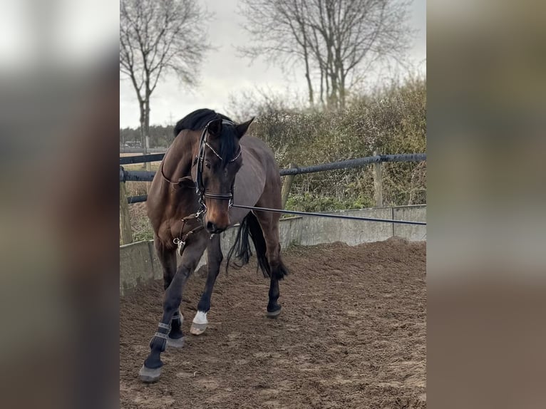Westphalian Mix Gelding 10 years 17.1 hh Brown in Roermond