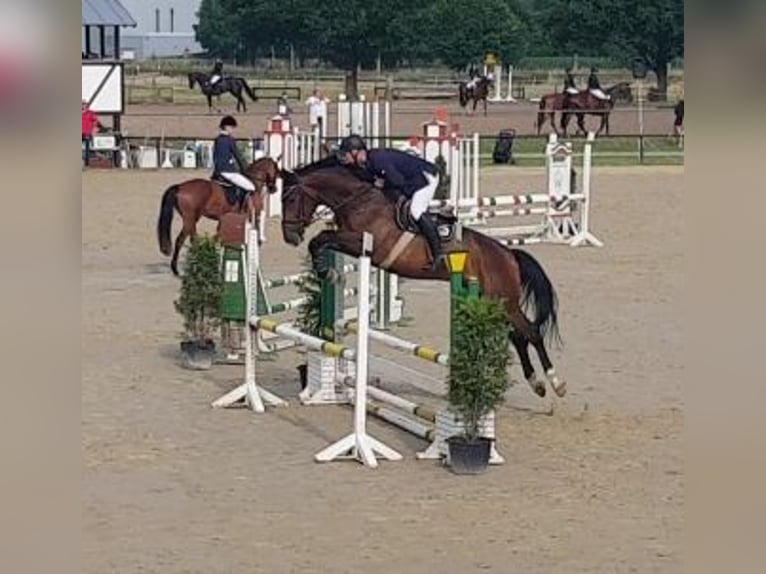 Westphalian Gelding 10 years 17.1 hh Brown in ArnsbergArnsberg
