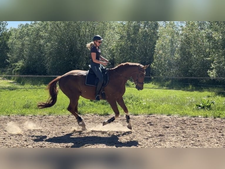Westphalian Gelding 10 years 17.1 hh Chestnut in Jürgenshagen