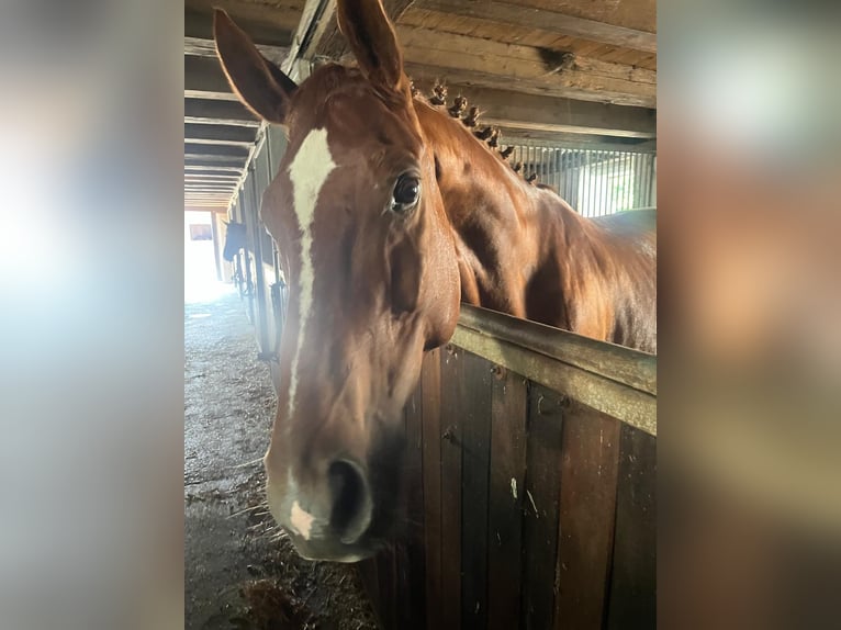 Westphalian Gelding 10 years 17.1 hh Chestnut-Red in Westerheim