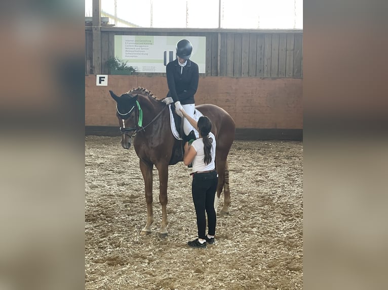 Westphalian Gelding 10 years 17.1 hh Chestnut-Red in Westerheim