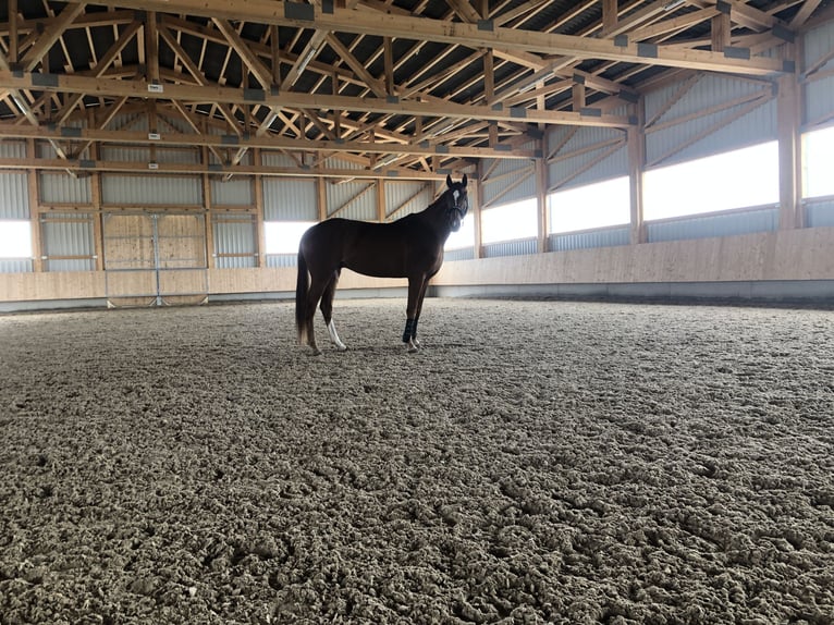 Westphalian Gelding 10 years 17.1 hh Chestnut-Red in Westerheim
