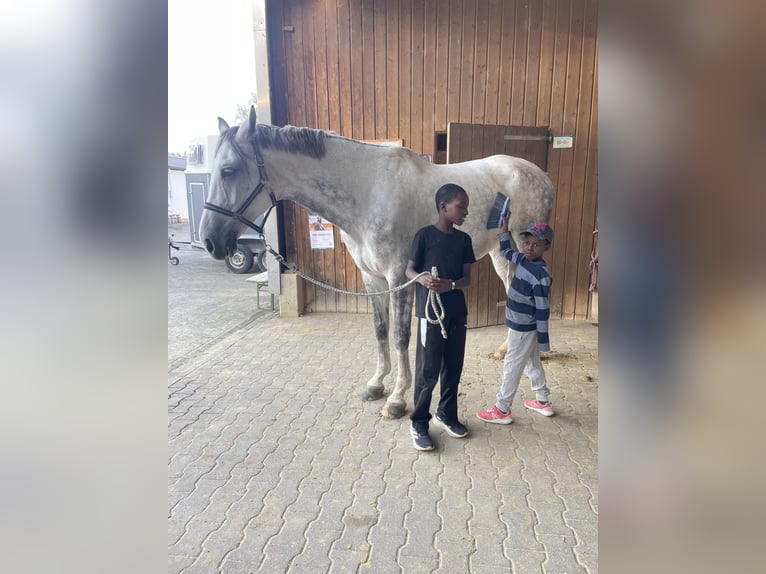 Westphalian Gelding 10 years 17.1 hh Grey-Dapple in Warburg