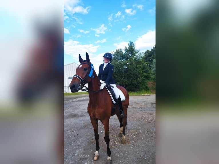 Westphalian Gelding 10 years 17,2 hh Brown in Lippstadt