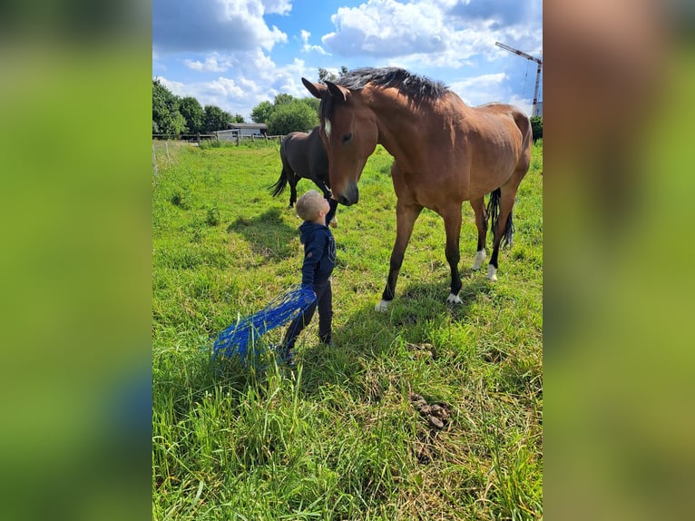 Westphalian Gelding 10 years 17,2 hh Brown in Lippstadt