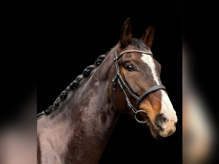 Westphalian Gelding 10 years 17,2 hh Brown in Gelsenkirchen