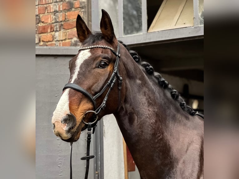 Westphalian Gelding 10 years 17,2 hh Brown in Gelsenkirchen