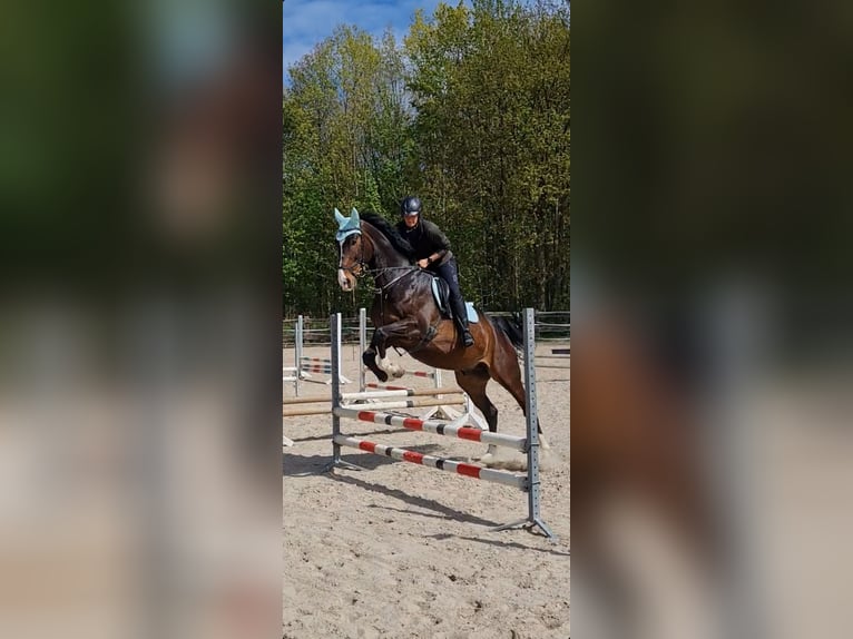 Westphalian Gelding 10 years 17,2 hh Brown in Gelsenkirchen