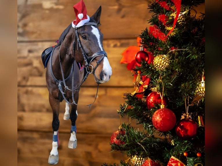 Westphalian Gelding 10 years 17,2 hh Brown in Gelsenkirchen