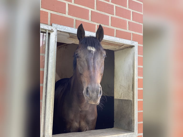 Westphalian Gelding 10 years 17 hh Bay-Dark in Rheda-Wiedenbrück