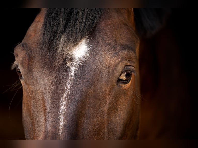 Westphalian Gelding 10 years 17 hh Bay-Dark in Rheda-Wiedenbrück