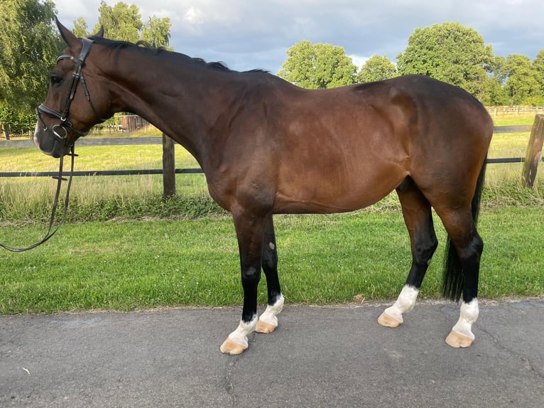 Westphalian Gelding 10 years 17 hh Brown in Bad Oeynhausen