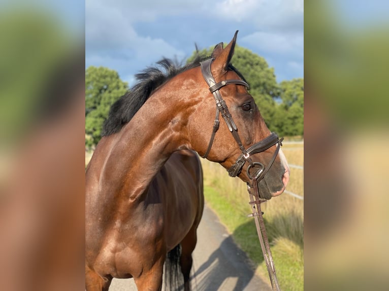 Westphalian Gelding 10 years 17 hh Brown in Bad Oeynhausen