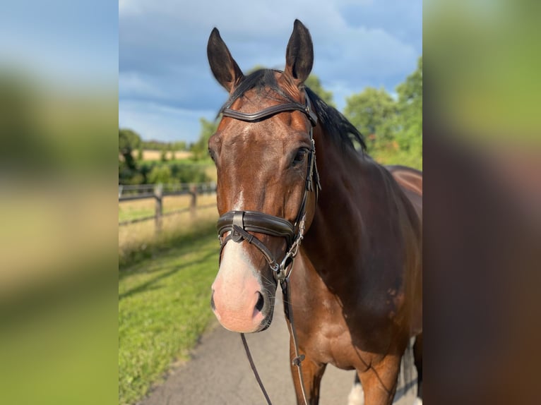 Westphalian Gelding 10 years 17 hh Brown in Bad Oeynhausen