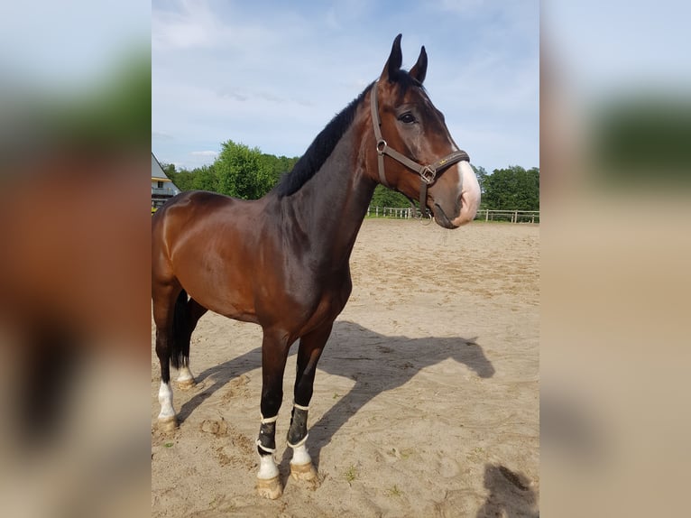 Westphalian Gelding 10 years 17 hh Brown in Bad Oeynhausen