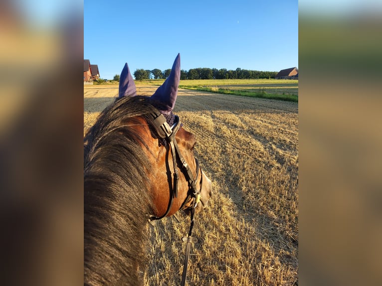 Westphalian Gelding 10 years 17 hh Brown in Bad Oeynhausen