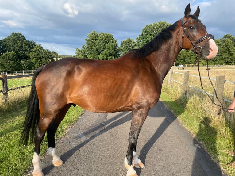 Westphalian Gelding 10 years 17 hh Brown in Bad Oeynhausen