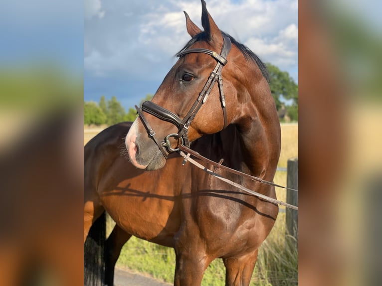Westphalian Gelding 10 years 17 hh Brown in Bad Oeynhausen