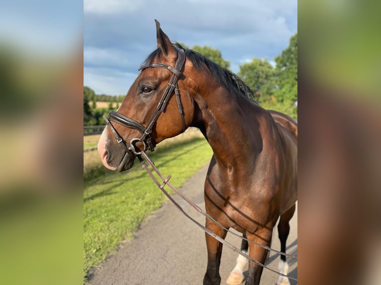 Westphalian Gelding 10 years 17 hh Brown in Bad Oeynhausen