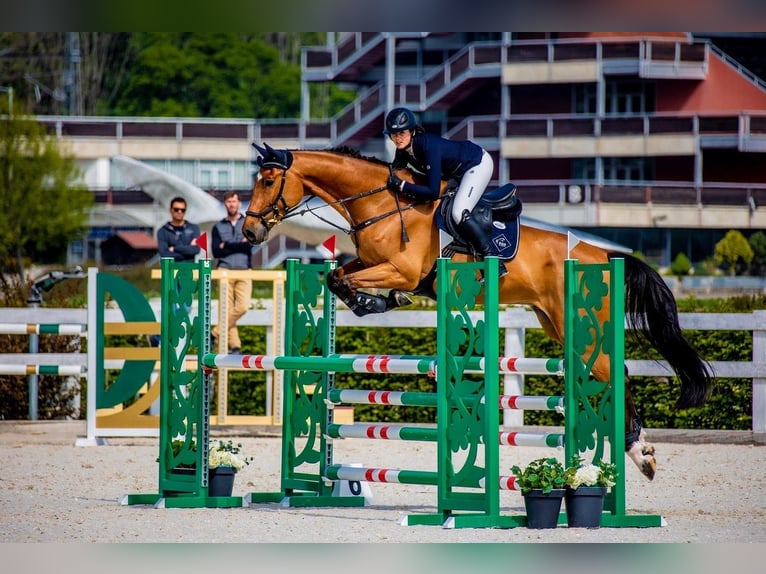 Westphalian Gelding 10 years 17 hh Brown in Créteil