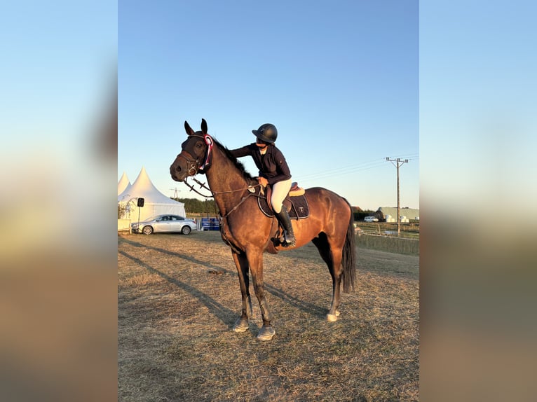 Westphalian Gelding 10 years 17 hh Brown in Frombork