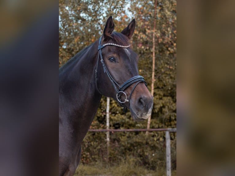 Westphalian Gelding 10 years 17 hh Brown in Elsoff