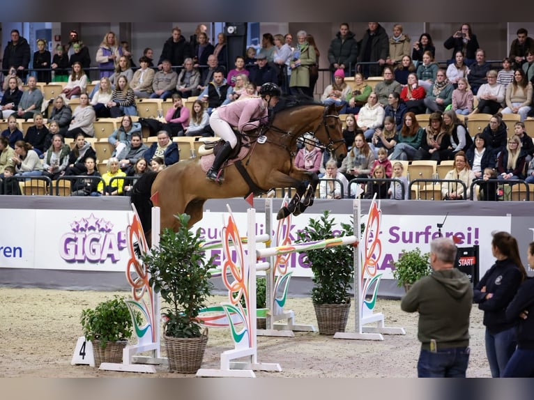 Westphalian Gelding 10 years 17 hh Brown in Ahrensbök